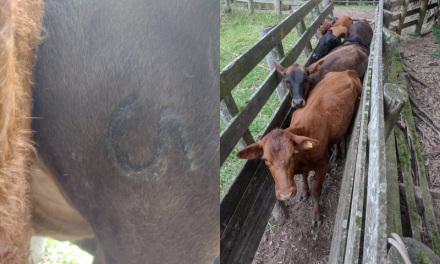 DECRAB CAMAQUÃ LOCALIZA LOTE DE GADO SEM PROCEDÊNCIA | ANIMAIS PODEM SER RETIRADOS PELO PROPRIETÁRIO