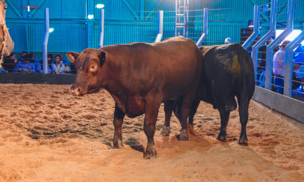 ESCRITÓRIO RURAL TARUMÃ: REMATE DE REPRODUTORES E VENTRES DA 43ª EXPOFEIRA DE SÃO LOURENÇO DO SUL