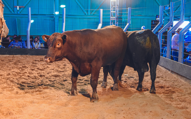 ESCRITÓRIO RURAL TARUMÃ: REMATE DE REPRODUTORES E VENTRES DA 43ª EXPOFEIRA DE SÃO LOURENÇO DO SUL