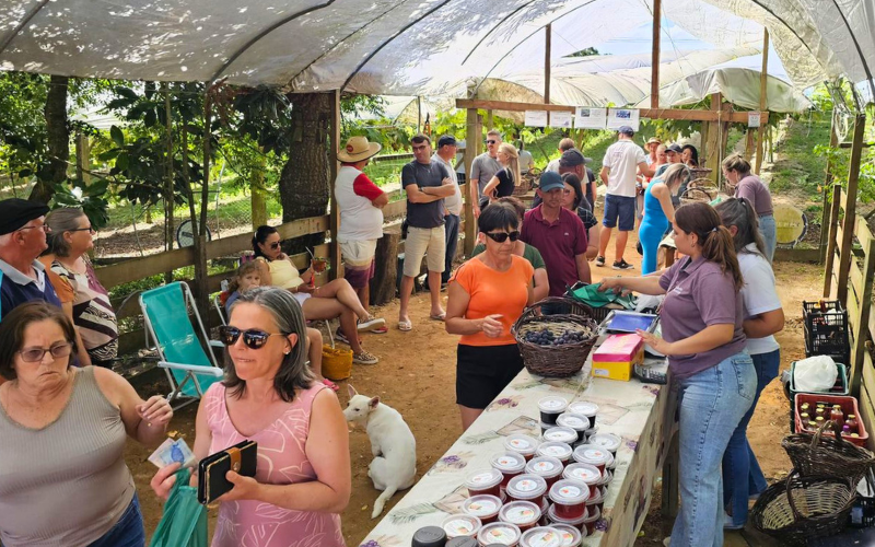 ABERTURA OFICIAL DA COLHEITA DA UVA NOS VINHEDOS FORTALEZA