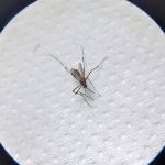 MOSQUITO AEDES AEGYPTI CAPTURADO NA SEPÉ TIARAJU