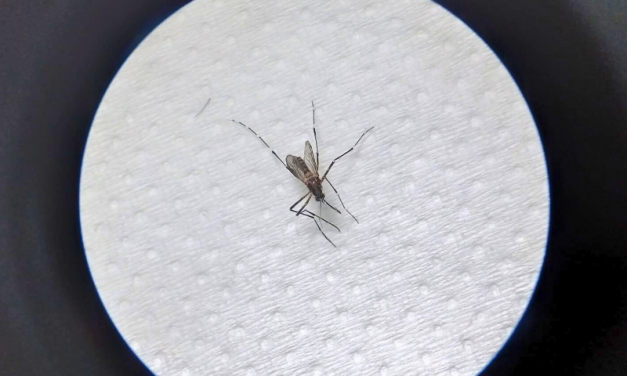 MOSQUITO AEDES AEGYPTI CAPTURADO NA SEPÉ TIARAJU