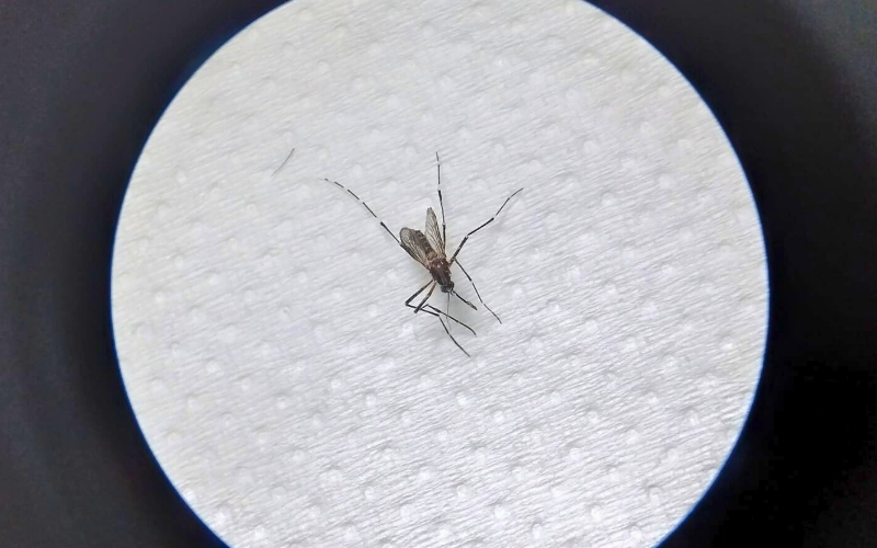 MOSQUITO AEDES AEGYPTI CAPTURADO NA SEPÉ TIARAJU