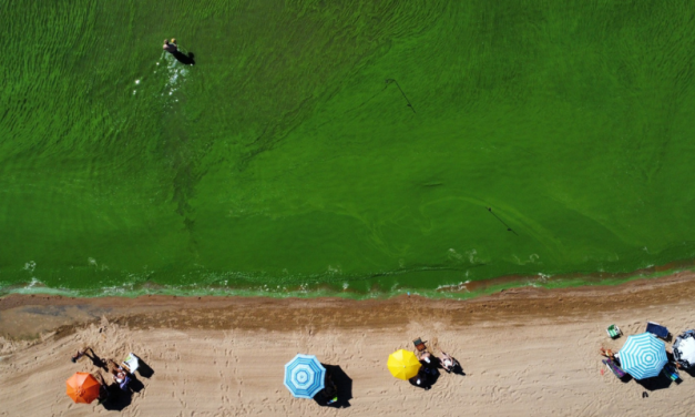 CABE A REFLEXÃO – LAGOA APRESENTOU ACENTUADA NATA VERDE AO LONGO DO FINAL DE SEMANA