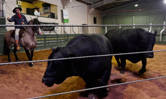 REMATES DA 44ª EXPOFEIRA SUPERAM R$ 800 MIL EM FATURAMENTO
