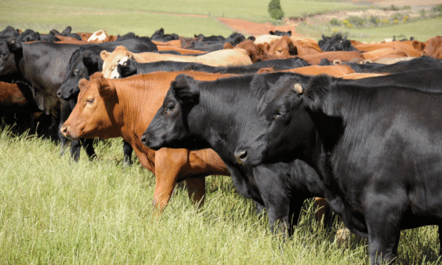 DECLARAÇÃO DO REBANHO EM SLS: ÍNDICE DE 6,5% ESTÁ DENTRO DA MÉDIA PARA O PERÍODO