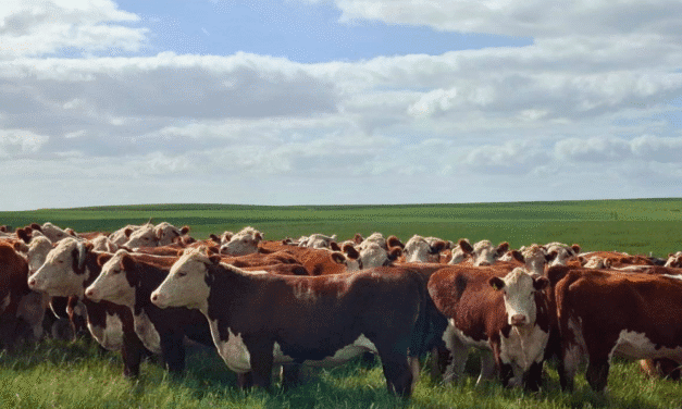 CATÁLOGO DIGITAL DO REMATE VIRTUAL ESPECIAL DO PRODUTOR DE SLS JÁ ESTÁ DISPONÍVEL NO YOUTUBE