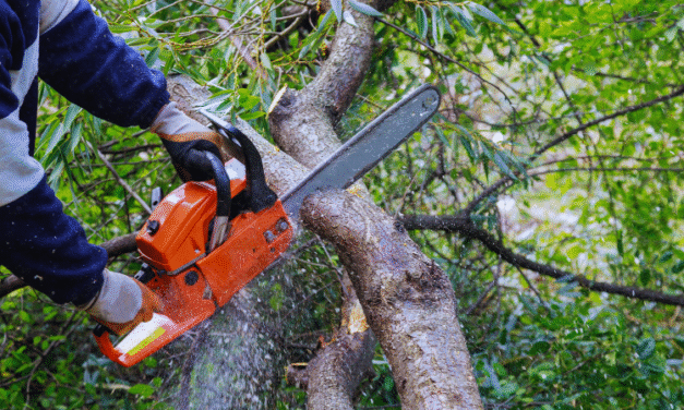 CEEE EQUATORIAL ESCLARECE RESPONSABILIDADES SOBRE PODA DE ÁRVORES EM ÁREAS URBANAS