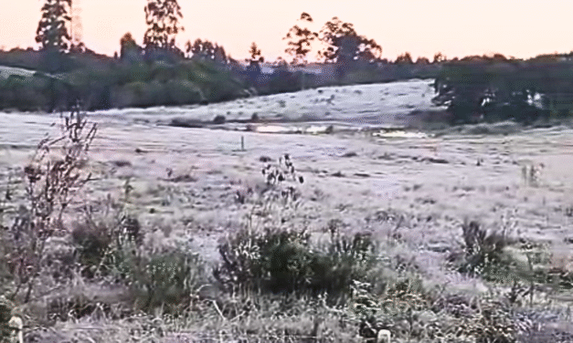 FRIO INTENSO: SÃO LOURENÇO DO SUL AMANHECE COM 4°C E GEADA