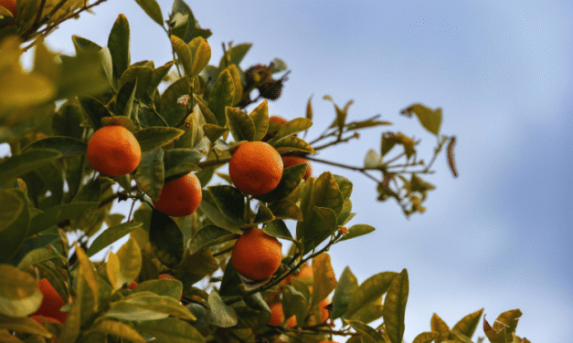 INVERNO É A ÉPOCA IDEAL PARA A PODA DE FRUTÍFERAS, ORIENTA EMATER